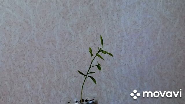 Мои новиночки комнатных растений. Нужен совет. Помогите спасти фикус. #комнатныецветы#фикус#мурайя смотреть онлайн