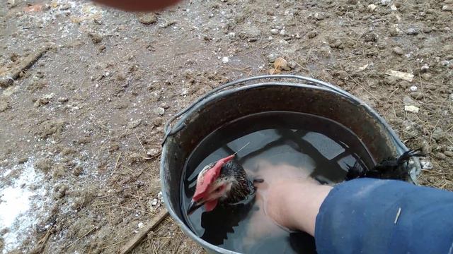 один из способов отучить курицу садиться на яйца смотреть онлайн