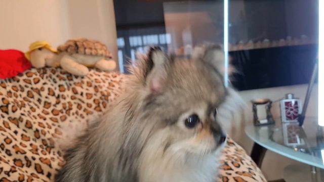 Обратное чихание у собак