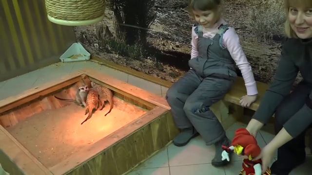 Видео для детей. Сурикаты в контактном зоопарке. смотреть онлайн