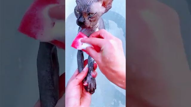 как купать лысую кошку Сфинкс #shorts #kitten #sfinks смотреть онлайн