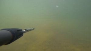 подводная охота июнь 2022. большое скопление карася с сазаном. веселовское водохранилище