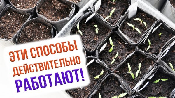 Как обеззаразить грунт для рассады? Готовим почву для рассады ПРАВИЛЬНО!