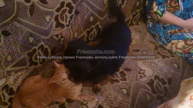 Как перевернуть видео на Ютуб в 2020 году | How to flip a video to YouTube in 2020 смотреть онлайн