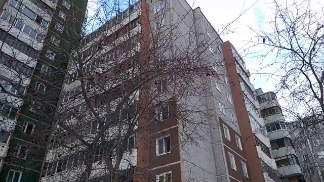 Свиристели едят смотреть онлайн