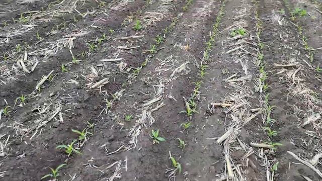 Вносим гербицид по кукурузе?? смотреть онлайн