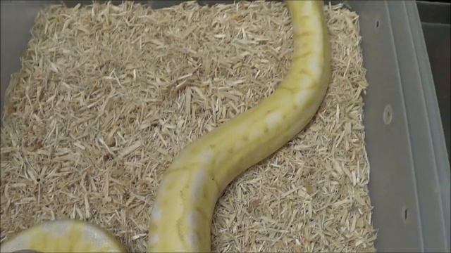 1 2016 Female Pewter Bee Banana Ball Python смотреть онлайн