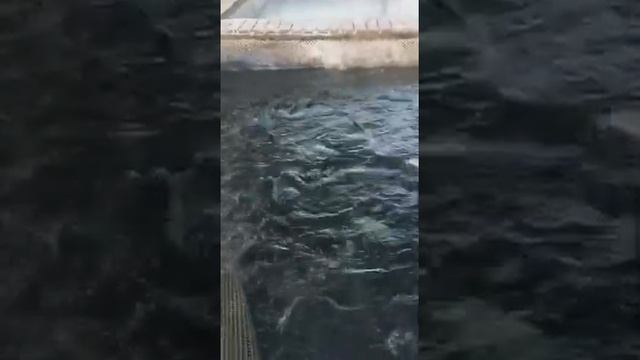 Рк Фишка Берег, привоз форели, ловля форели, платная рыбалка, запуск форели смотреть онлайн