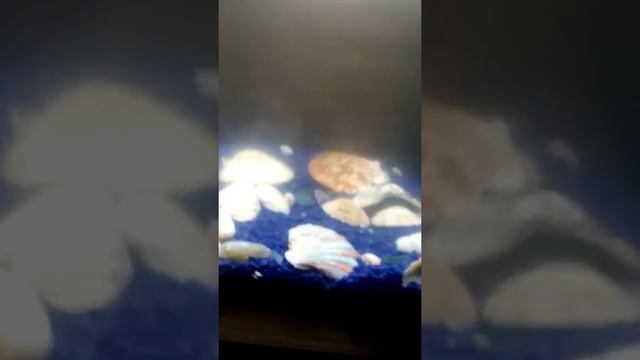 Как ест и спит рыбка-петушок смотреть онлайн