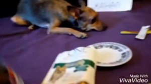 « Дoрого vs дёшево/ Обзор на жидкий корм . PURINA ONE vs Chappi. Что же выбрала Дейзи? «