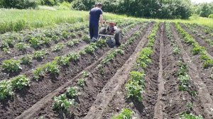 Второе окучивание картофеля мотоблоком 2022г