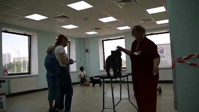 Национальный Чемпионат НКП Керн терьер 2013 открытый кобели смотреть онлайн