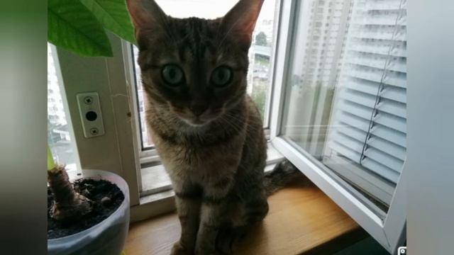 Всё хвостах котов. Зачем он им нужен? Могут ли коты без хвоста жить? смотреть онлайн