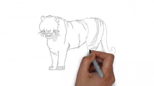 как нарисовать Амурского тигра,how to draw the Amur tiger,cómo dibujar el tigre de Amur