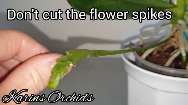 Phalaenopsis Borneensis Orchid Update!