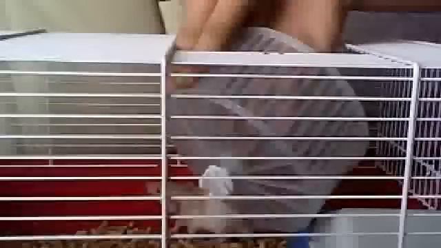 Как ухаживать за крысой смотреть онлайн