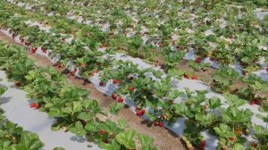 НАГЛЯДНО.РАЗНИЦА МЕЖДУ ТЕПЛИЦЕЙ И БАЛАГАНОМ.КЛУБНИКА АЛЬБИОН.КЛУБНИКА КАБРИЛО.