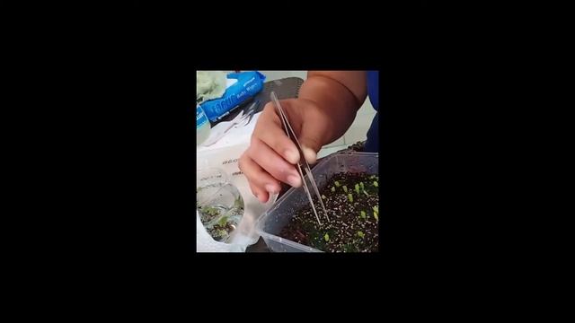 Molds on Astrophytum Myriostigma Seeds Germination Propagation смотреть онлайн