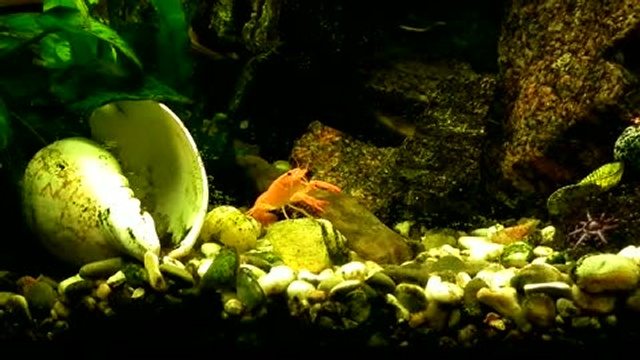 рак в аквариуме 