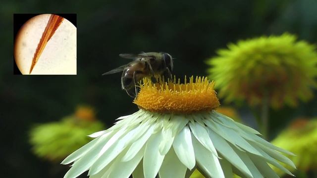 Почему пчелы умирают после укуса? Невероятные факты об этих насекомых. смотреть онлайн