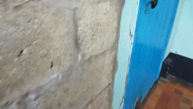 Колоказия, одно из лучших тропических растений , которые чистят воду в пруду. смотреть онлайн