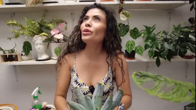 Esta PLAGA puede MATAR tus plantas, pero puedes aprender a controlarla смотреть онлайн