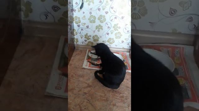 Кот первый раз видит рыбу😂 смотреть онлайн