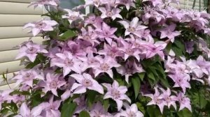 Клематис "Хегли Хайбрид". Татарстан. 2023 г.