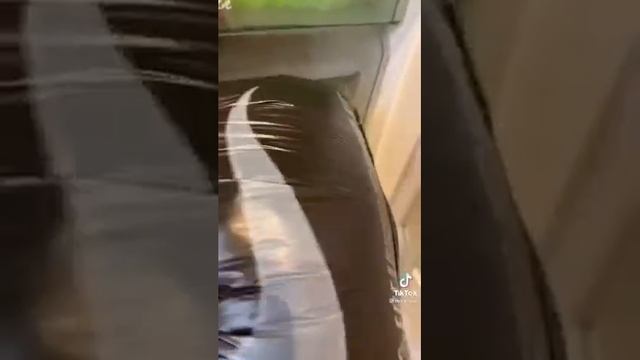 Как убрать жвачку со штанов? #shorts