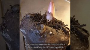 Аморфофаллус цветок комнатный — уход дома