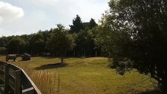 Fota Wildlife - зоопарк на острове Фота в Ирландии, где можно погулять с жирафом. Гр. Корк смотреть онлайн