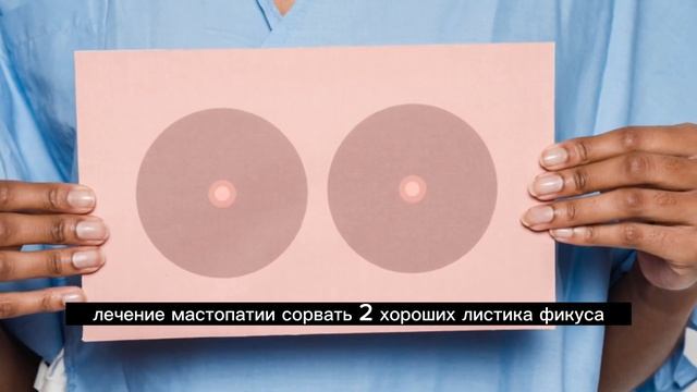 Многие держат дома фикус. Но не догадываются какую пользу это растение может нести смотреть онлайн