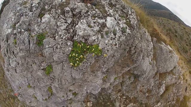 Primula Palinuri in fiore alla Masseta - San Giovanni a Piro 23 febbraio 2017 смотреть онлайн