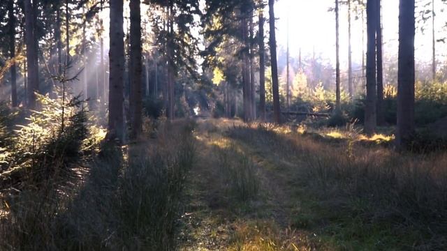 Старый охотник пощадил раненого волка, а тот спустя годы отплатил ему добром и преданностью. смотреть онлайн