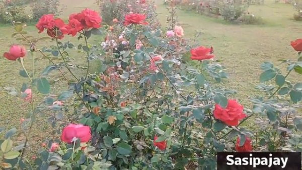 30 Types of Roses/Rose Garden tour/February Rose Garden overview/Rose Garden/Sasipajay