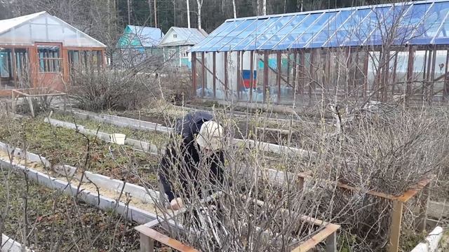 Как подстричь кусты смотреть онлайн