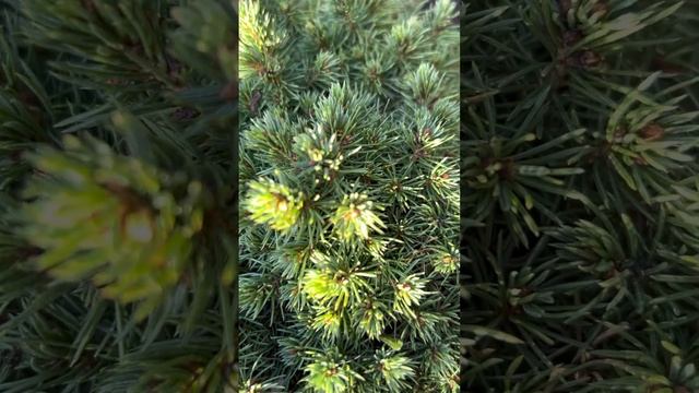 ЕЛЬ ОБЫКНОВЕННАЯ “LITTLE GEM” смотреть онлайн