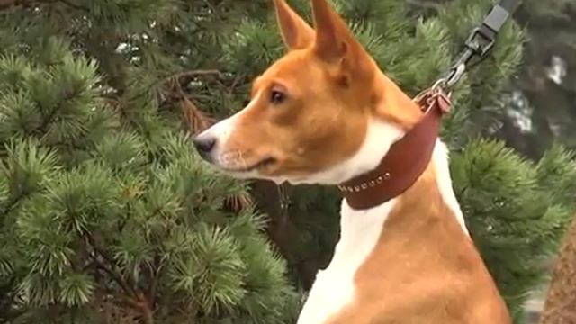 Басенджи. ZooPlace.Ru смотреть онлайн