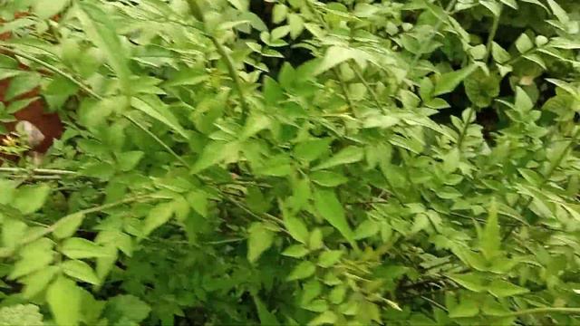 жасмин белый (лекарственный) Симферополь смотреть онлайн