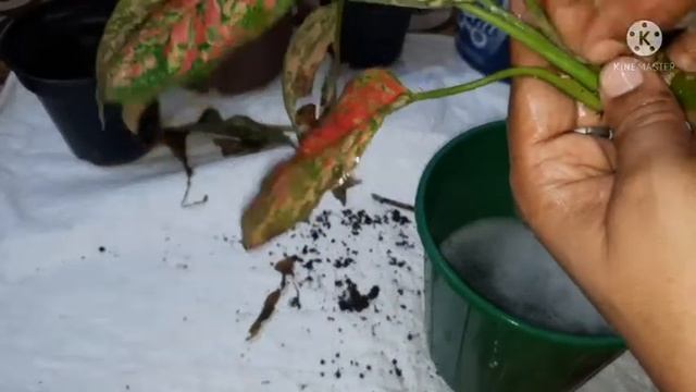 Aglaonema Venus restoration. смотреть онлайн