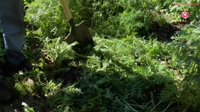 Сидераты осенью. Свойства фацелии и масличной редьки, как сидератов #urozhainye_gryadki смотреть онлайн