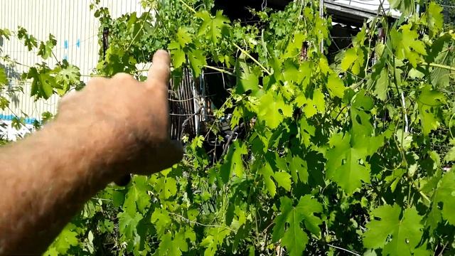 ? Прищипывание, обломка, пасынкование ВИНОГРАДА. Чистка/прореживание и подвязка виноградного куста. смотреть онлайн