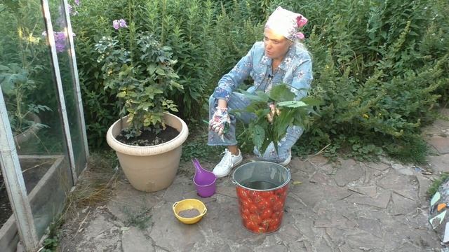 Лучшее удобрение для арбузов и дынь смотреть онлайн