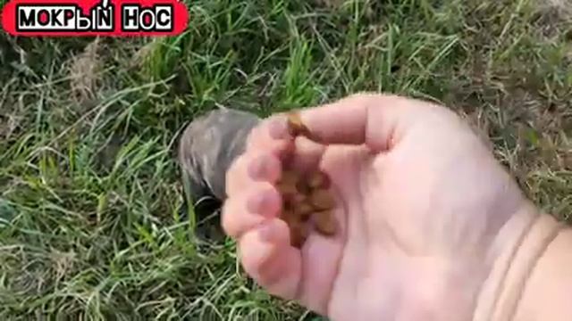 Дрессировка щенка французского бульдога. Команда "сидеть" и "лежать". Мокрый нос Луна смотреть онлайн