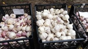 Лучшая пятерка сортов чеснока. Топ 5 фиолетовых, озимых, стрелкующихся сортов.