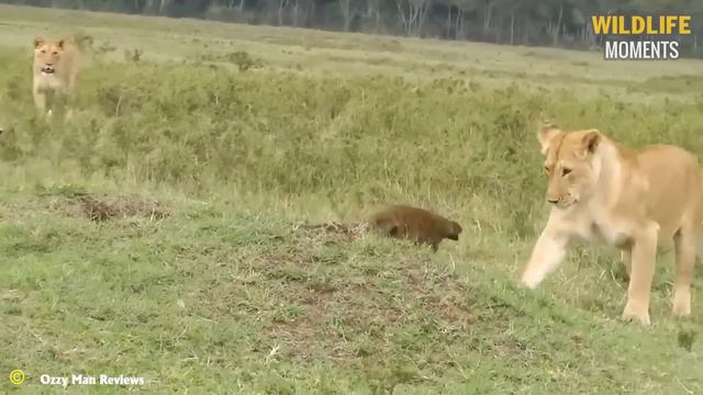 The Lioness Was Surrounded By Wild Dogs, But She Miraculously Survived смотреть онлайн