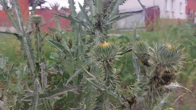 Тата́рник колю́чий (лат. Onopórdum acánthium). смотреть онлайн