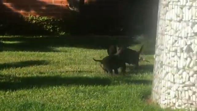 🔴 Chongqing DoG смотреть онлайн