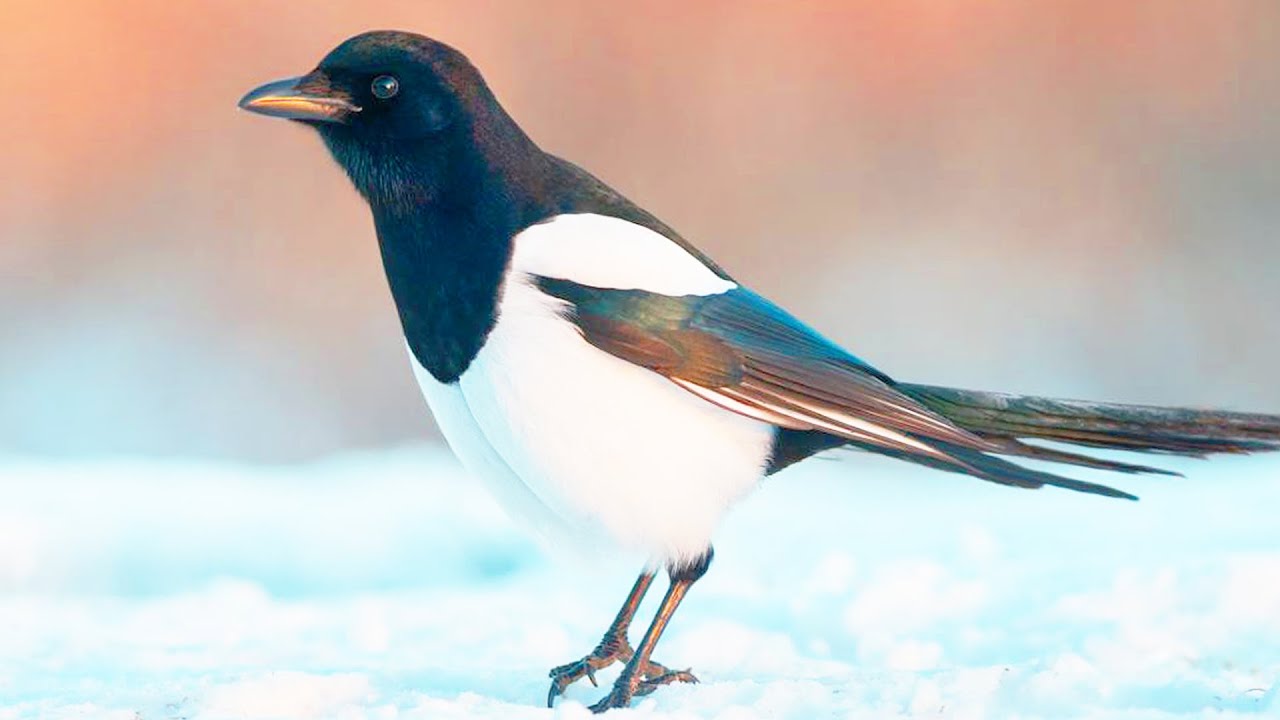 Сорока - очень умная птица! Интересные факты про сороку смотреть онлайн