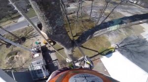 Удаление деревьев с помощью автовышки